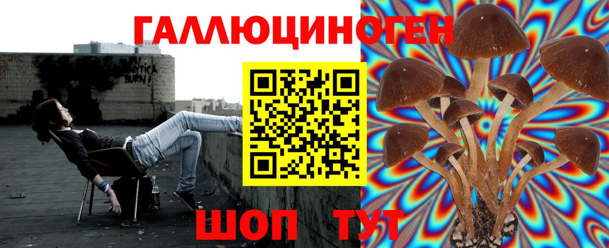 Псилоцибиновые грибы Psilocybe Краснокаменск